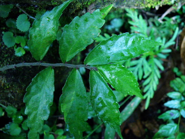 11-01糙葉赤車使者.JPG 11-01糙葉赤車使者.JPG