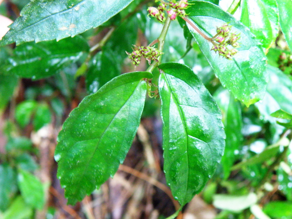 11-02赤車使者02面天山.JPG 11-02赤車使者02面天山.JPG