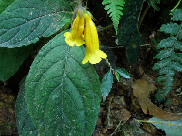 12-01俄氏草09絹絲瀑布.JPG 12-01俄氏草09絹絲瀑布.JPG