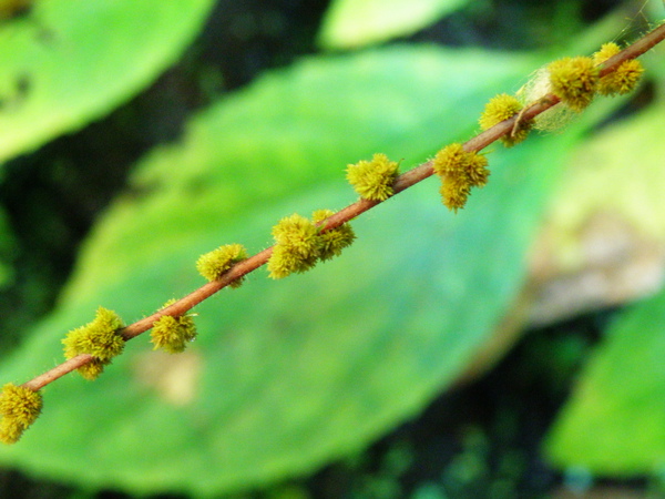 12-02俄氏草珠芽有繁殖能力.JPG 12-02俄氏草珠芽有繁殖能力.JPG