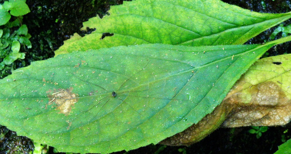 12-03俄氏草上盲蛛.bmp 12-03俄氏草上盲蛛.bmp