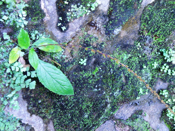 12-04俄氏草.JPG 12-04俄氏草.JPG