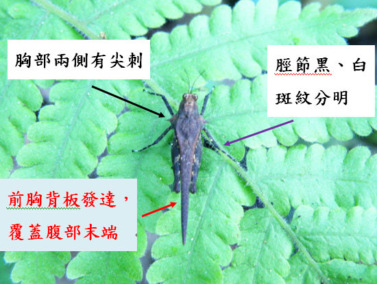 15-02平背棘稜蝗脛節黑白分明前胸背板發達兩側尖刺.bmp 15-02平背棘稜蝗脛節黑白分明前胸背板發達兩側尖刺.bmp