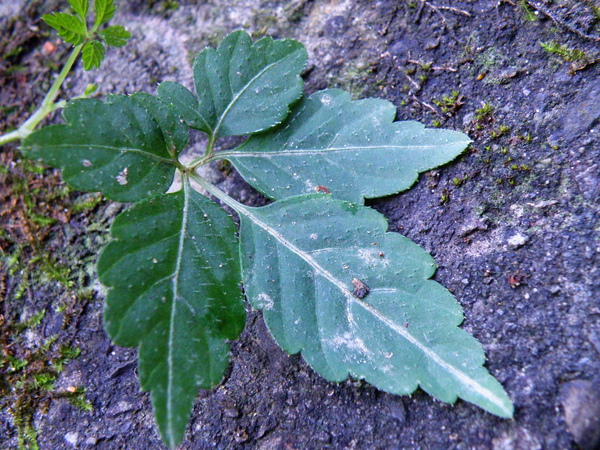 17-01 葫蘆科(瓜科)絞股藍 (七葉膽)五葉參.JPG 17-01 葫蘆科(瓜科)絞股藍 (七葉膽)五葉參.JPG