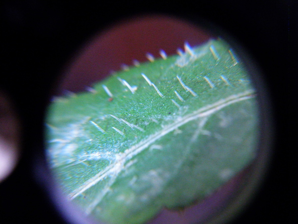 17-02 葫蘆科(瓜科)絞股藍 (七葉膽)五葉參.JPG 17-02 葫蘆科(瓜科)絞股藍 (七葉膽)五葉參.JPG