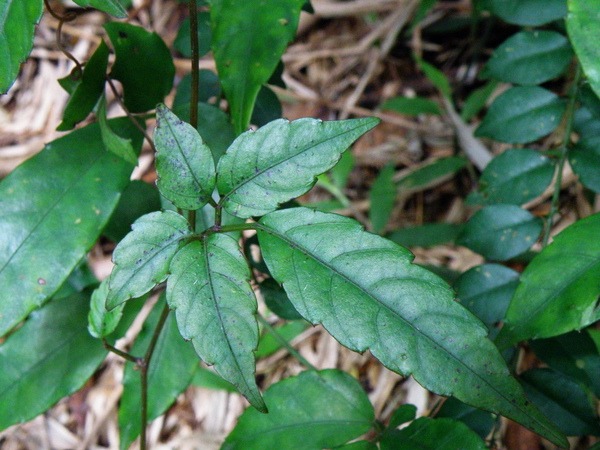 18-01烏斂莓葡萄科.JPG 18-01烏斂莓葡萄科.JPG