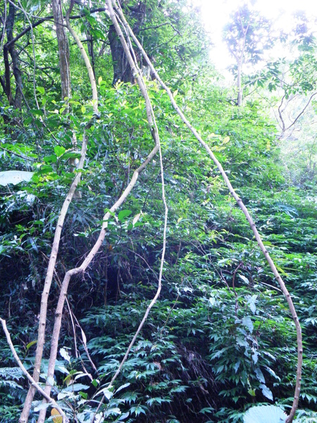 19-01菊花木藤蔓.JPG 19-01菊花木藤蔓.JPG