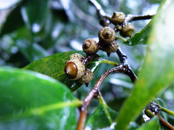 03-01烏來柯葉背粉白綠殼科櫟屬 (2).JPG 03-01烏來柯葉背粉白綠殼科櫟屬 (2).JPG