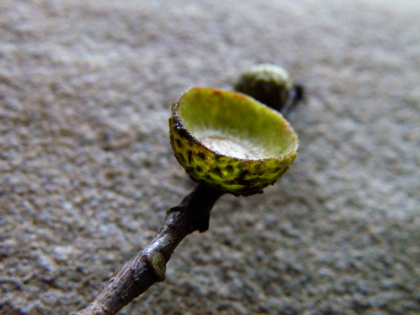 03-01烏來柯葉背粉白綠殼科櫟屬 (6).JPG 03-01烏來柯葉背粉白綠殼科櫟屬 (6).JPG