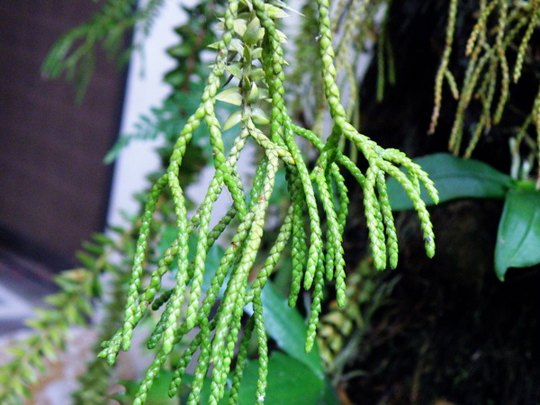 04-01垂枝石松稀有高位著生 (4).JPG 04-01垂枝石松稀有高位著生 (4).JPG