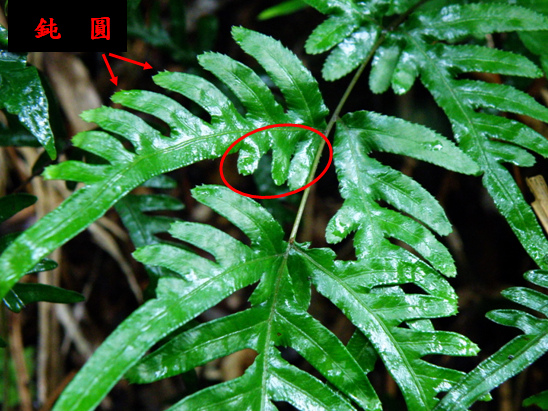 07-02天草 .bmp 07-02天草 .bmp