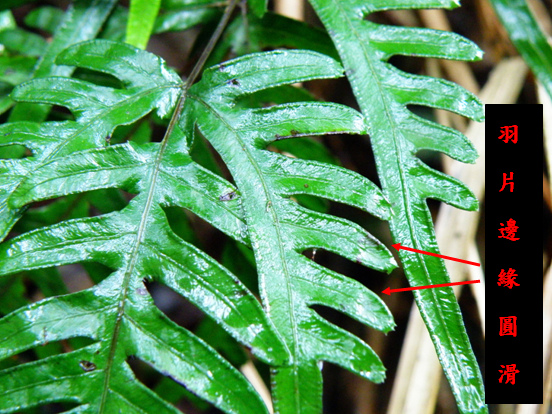 07-03天草2.bmp 07-03天草2.bmp