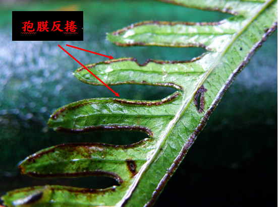 07-04天草.bmp 07-04天草.bmp