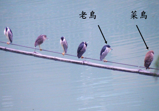 20-01夜鷺`老鳥和亞成鳥 (2).bmp 20-01夜鷺`老鳥和亞成鳥 (2).bmp