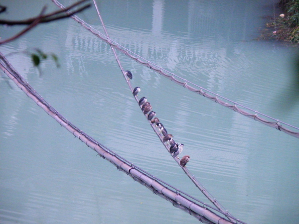 20-01夜鷺`老鳥和亞成鳥 (5).JPG 20-01夜鷺`老鳥和亞成鳥 (5).JPG