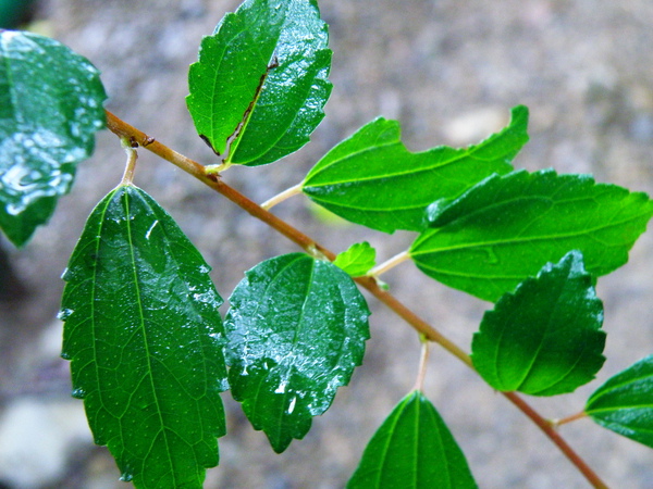22-01蕁麻科水雞油葉和花 (3).JPG 22-01蕁麻科水雞油葉和花 (3).JPG
