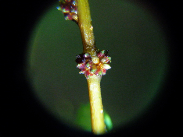 22-01蕁麻科水雞油葉和花 (5).JPG 22-01蕁麻科水雞油葉和花 (5).JPG