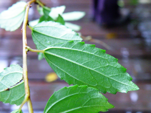 22-01蕁麻科水雞油葉和花 .JPG 22-01蕁麻科水雞油葉和花 .JPG
