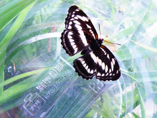 01-01單帶蛺蝶異紋帶蛺蝶母蝶.JPG 01-01單帶蛺蝶異紋帶蛺蝶母蝶.JPG