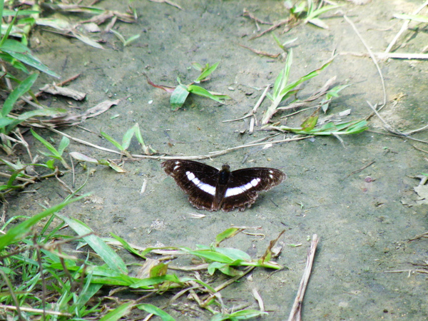 01-02單帶蛺蝶公.JPG 01-02單帶蛺蝶公.JPG