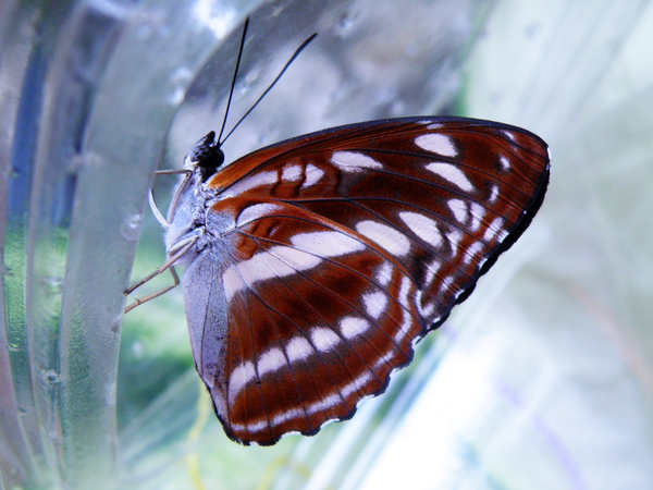 01-03單帶蛺蝶雌.JPG 01-03單帶蛺蝶雌.JPG