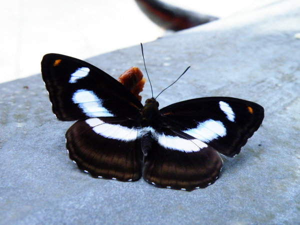 02-01台灣單帶蛺蝶公雙色帶蛺蝶.JPG 02-01台灣單帶蛺蝶公雙色帶蛺蝶.JPG