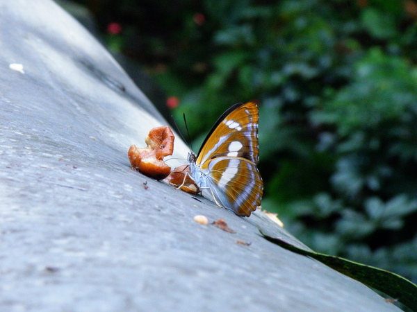 02-02台灣單帶蛺蝶公雙色帶蛺蝶.JPG 02-02台灣單帶蛺蝶公雙色帶蛺蝶.JPG