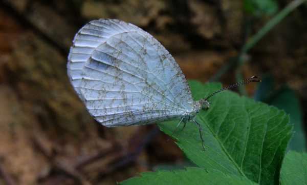 03-01黑點粉蝶纖粉蝶.bmp 03-01黑點粉蝶纖粉蝶.bmp