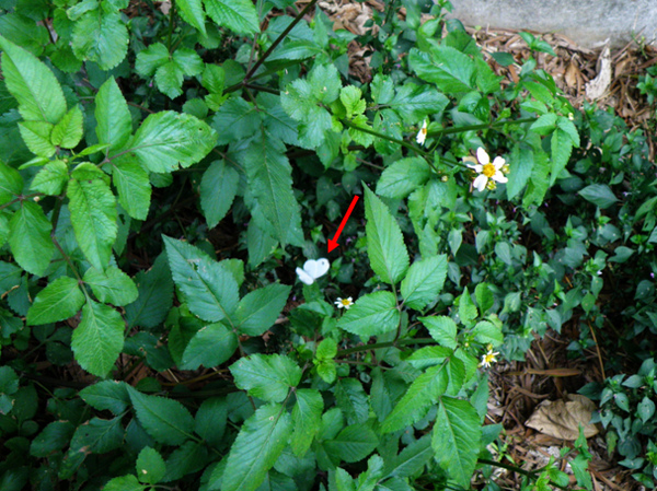 03-02 黑點粉蝶.bmp 03-02 黑點粉蝶.bmp