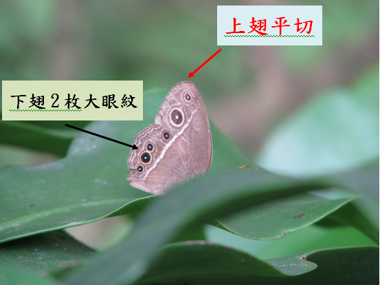 04-01切翅眉眼蝶.bmp 04-01切翅眉眼蝶.bmp