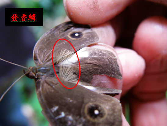 04-02切翅單環蝶雄蝶發香鱗.bmp 04-02切翅單環蝶雄蝶發香鱗.bmp