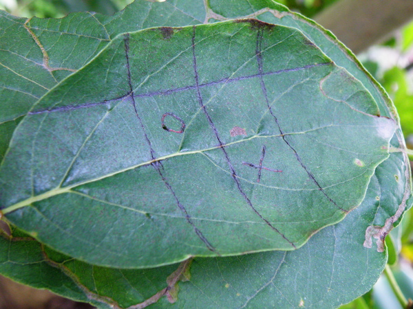 05-01紫草科破布子無字天書 .JPG 05-01紫草科破布子無字天書 .JPG