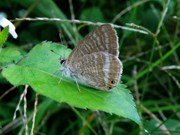 06-01波紋小灰蝶豆波灰蝶.JPG 06-01波紋小灰蝶豆波灰蝶.JPG