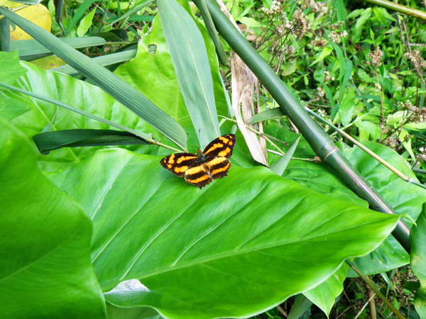 07-02姬黃三線蝶.JPG 07-02姬黃三線蝶.JPG