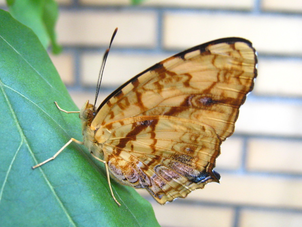 07-03黃三線腹面.JPG 07-03黃三線腹面.JPG