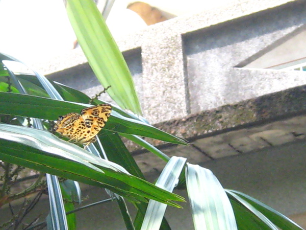 07-04姬黃三線蝶 腹面.JPG 07-04姬黃三線蝶 腹面.JPG