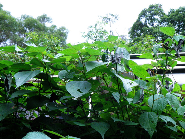 08-01姬紅蛺蝶vs青苧麻.JPG 08-01姬紅蛺蝶vs青苧麻.JPG