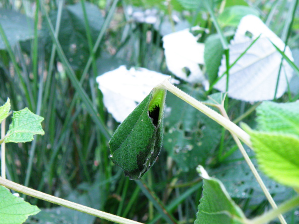 08-02姬紅蛺蝶vs青苧麻.JPG 08-02姬紅蛺蝶vs青苧麻.JPG