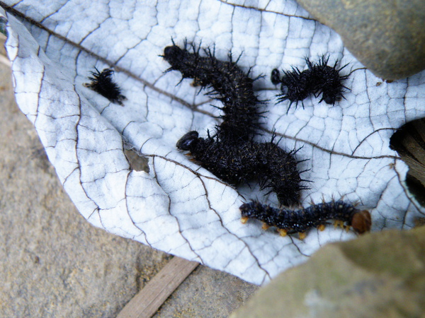 08-03姬紅蛺蝶vs青苧麻.JPG 08-03姬紅蛺蝶vs青苧麻.JPG