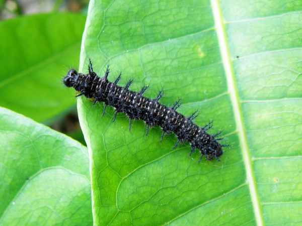 08-04姬紅蛺蝶vs青苧麻.JPG 08-04姬紅蛺蝶vs青苧麻.JPG