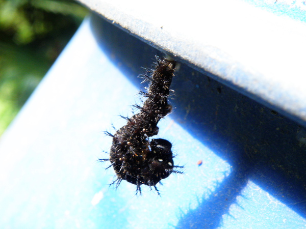 08-05姬紅蛺蝶vs青苧麻.JPG 08-05姬紅蛺蝶vs青苧麻.JPG