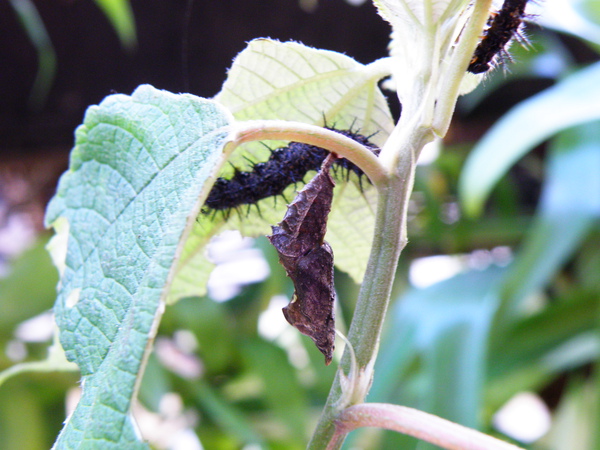 08-06姬紅蛺蝶vs青苧麻.JPG 08-06姬紅蛺蝶vs青苧麻.JPG