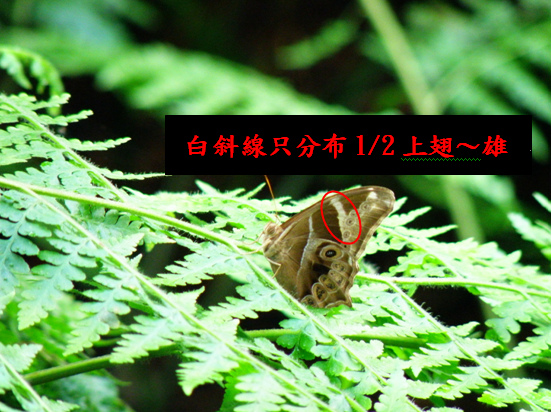 09-01玉帶蔭蝶 .bmp 09-01玉帶蔭蝶 .bmp