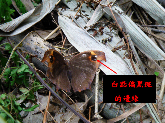 10-01黑樹蔭蝶 .bmp 10-01黑樹蔭蝶 .bmp