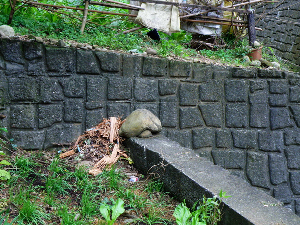 11-01烏龜石.JPG 11-01烏龜石.JPG