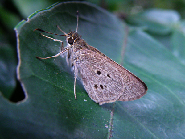 12-01黑星弄蝶 (2).JPG 12-01黑星弄蝶 (2).JPG