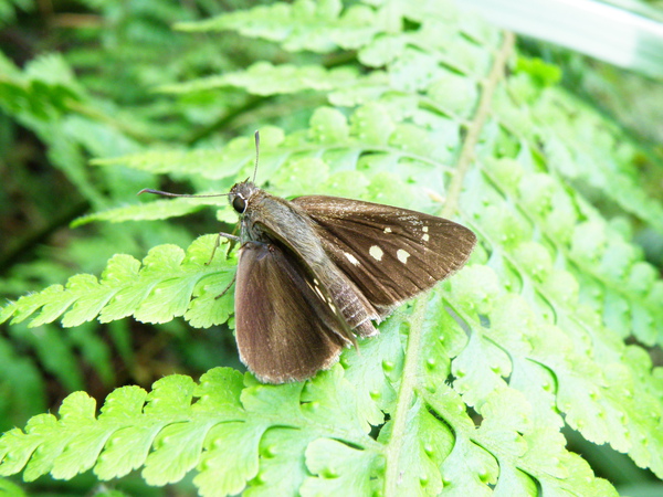 12-01黑星弄蝶.JPG 12-01黑星弄蝶.JPG