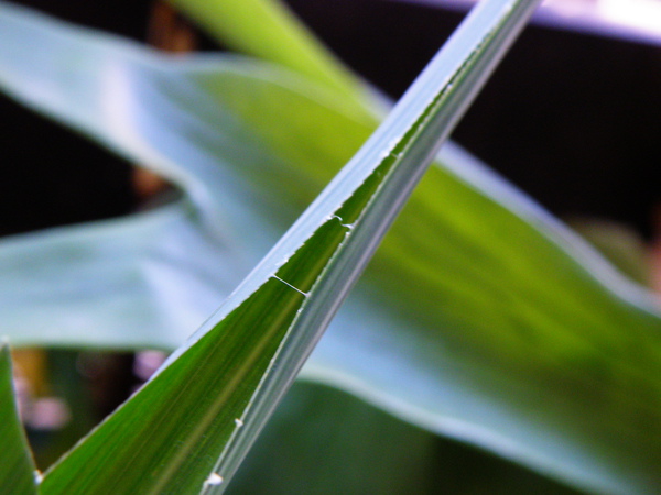 13-01芒草vs蝶之幼蟲.JPG 13-01芒草vs蝶之幼蟲.JPG