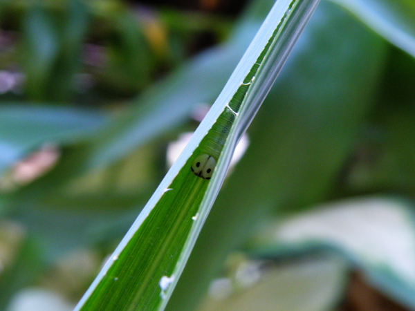 13-02芒草vs蝶之幼蟲.JPG 13-02芒草vs蝶之幼蟲.JPG