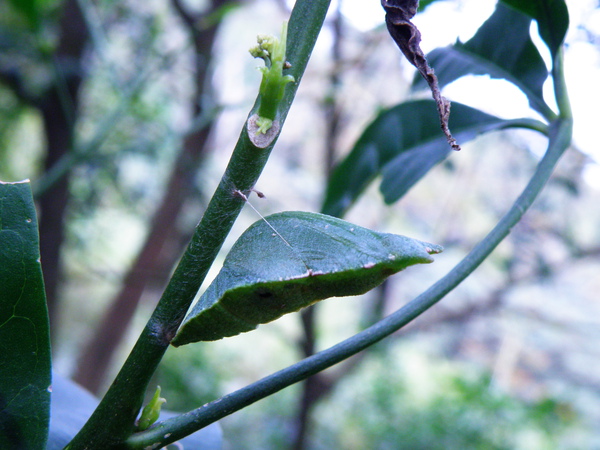 15-01三腳鱉VS (3)被寄生.JPG 15-01三腳鱉VS (3)被寄生.JPG